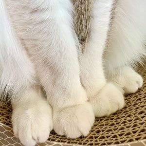 Meet your Posher, Trixie